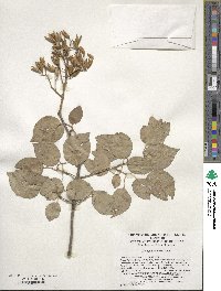 Syringa reticulata image