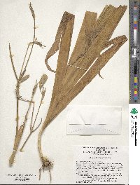 Iris domestica image