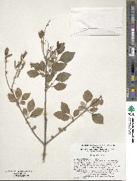 Image of Syringa villosa