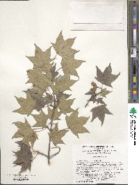 Acer pictum image