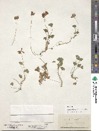 Trifolium polymorphum image