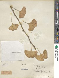 Ginkgo biloba image