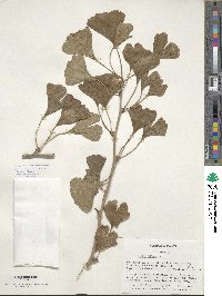 Ginkgo biloba image