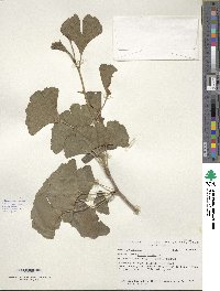 Ginkgo biloba image