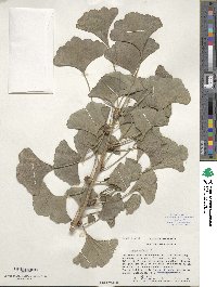 Ginkgo biloba image