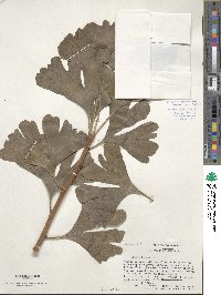 Ginkgo biloba image