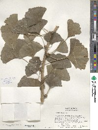 Ginkgo biloba image