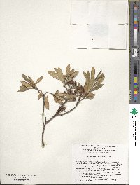 Rhododendron micranthum image