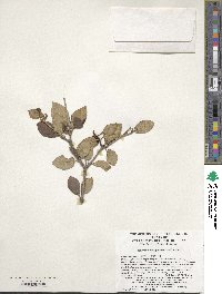 Viburnum mongolicum image