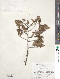 Spiraea pubescens image