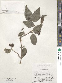 Deutzia parviflora image