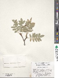 Sorbus discolor image