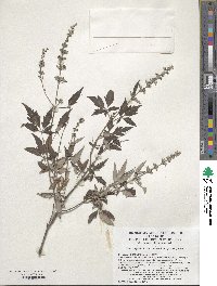 Vitex negundo var. negundo image