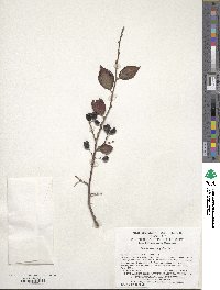 Cotoneaster acutifolius image