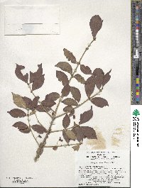 Euonymus alatus image