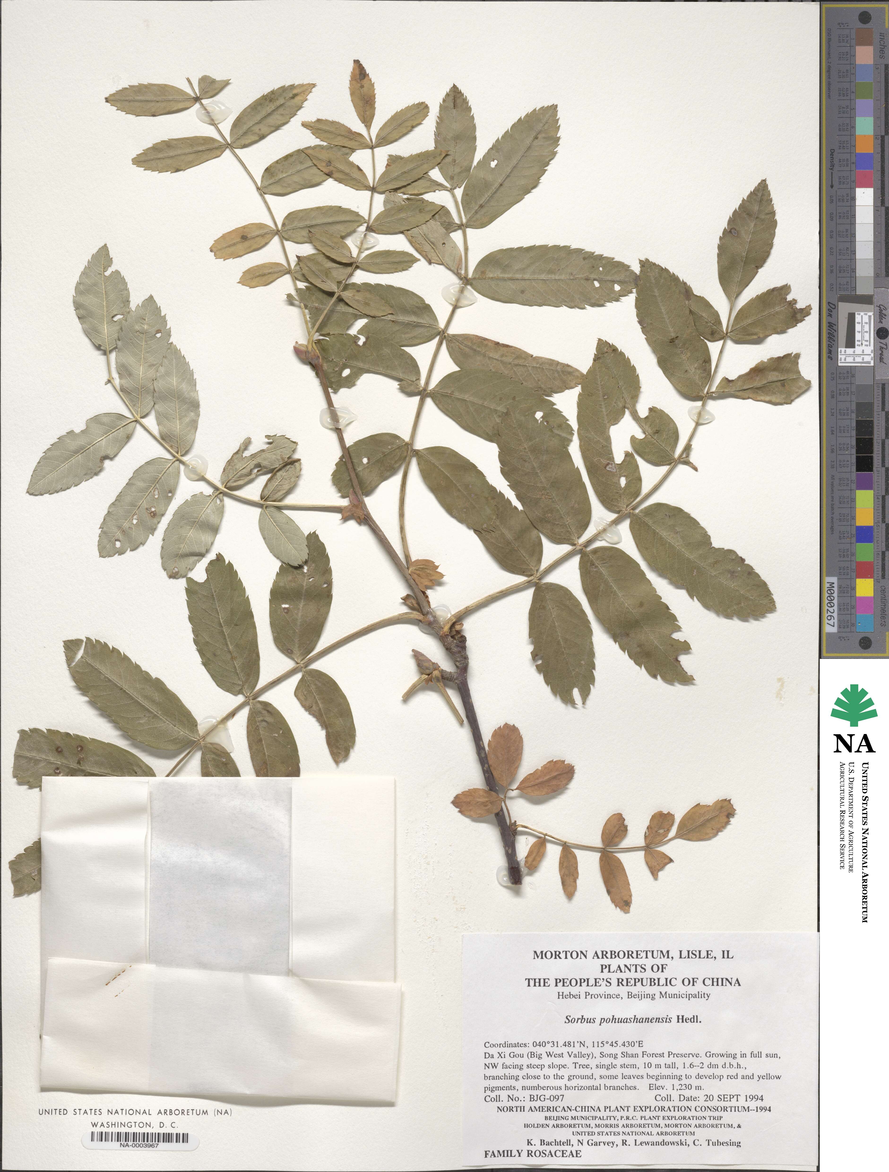 Sorbus aucuparia subsp. pohuashanensis image