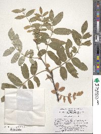 Sorbus aucuparia subsp. pohuashanensis image