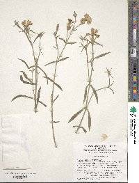 Image of Dianthus chinensis