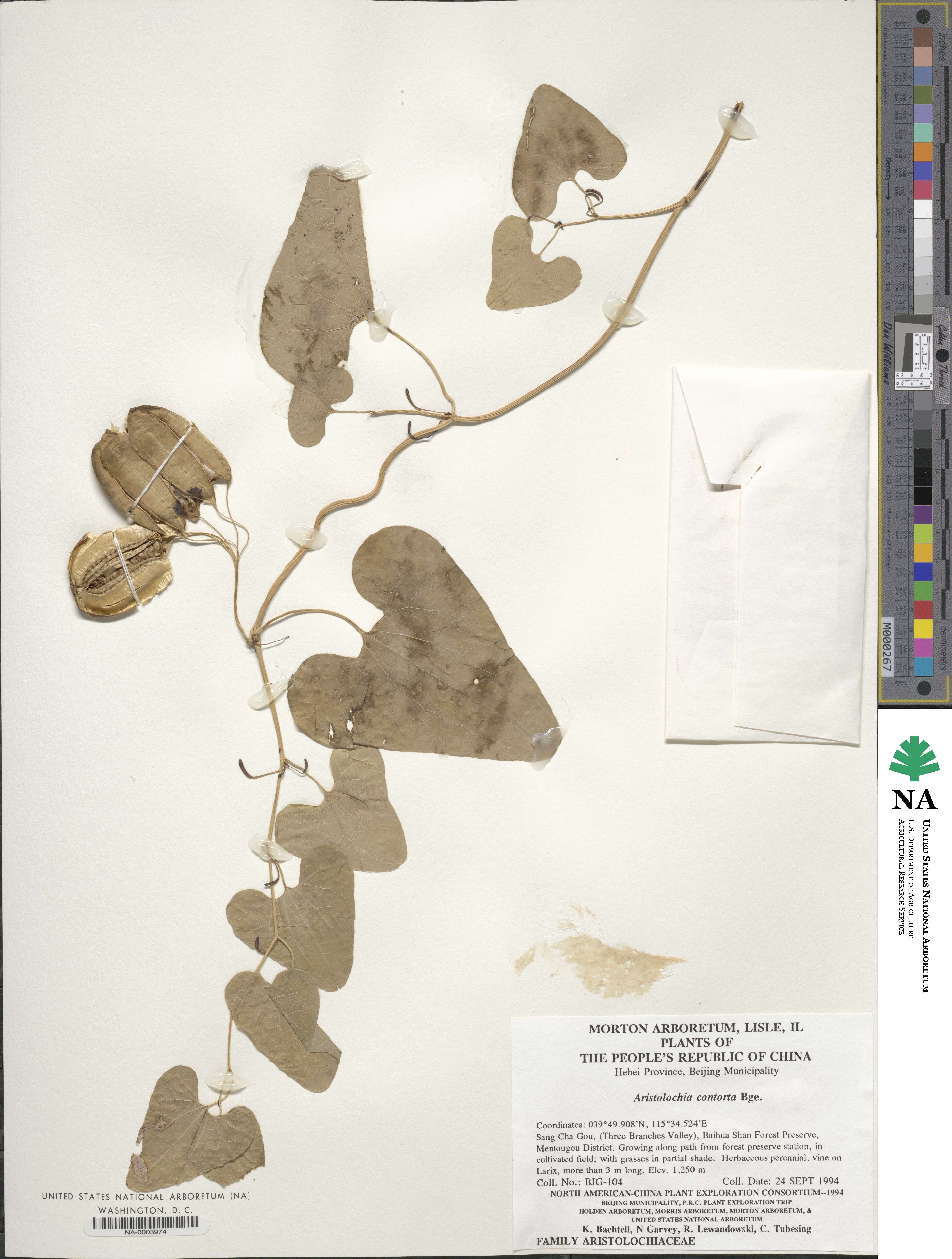 Aristolochia contorta image