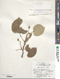 Tilia mandshurica image