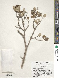 Syringa villosa image