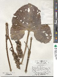 Ligularia intermedia image