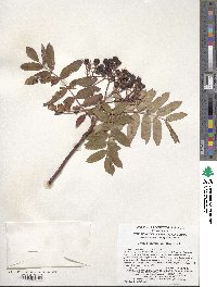 Sorbus aucuparia subsp. pohuashanensis image