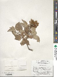 Syringa reticulata subsp. pekinensis image