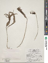 Convallaria majalis image