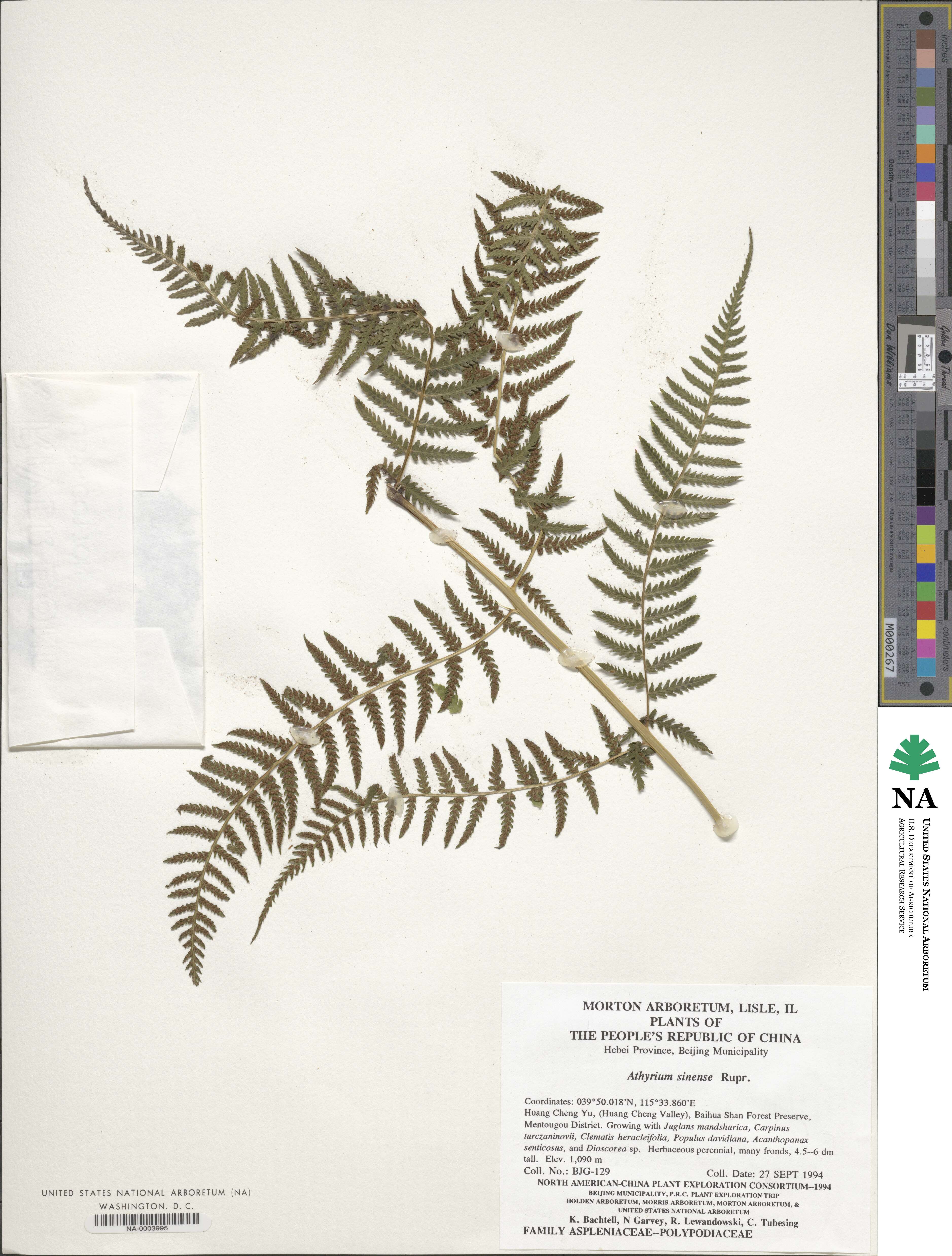 Athyrium sinense image