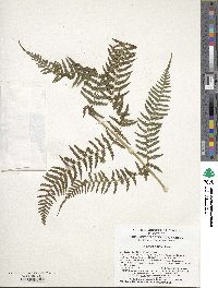 Image of Athyrium sinense