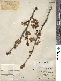 Prunus dulcis image