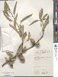 Prunus dulcis image