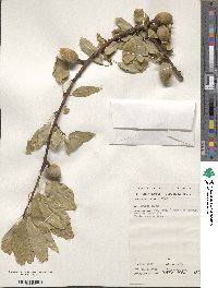 Prunus dulcis image