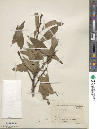 Prunus dulcis image