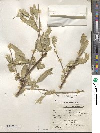 Prunus dulcis image