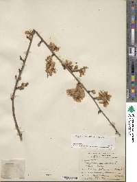 Prunus dulcis image