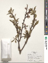 Prunus dulcis image