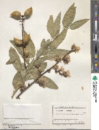 Prunus dulcis image
