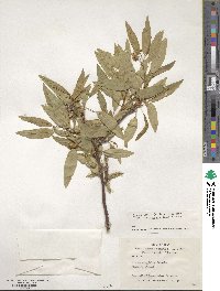 Prunus dulcis image