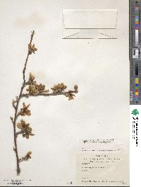 Prunus dulcis image