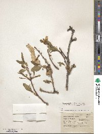 Prunus dulcis image
