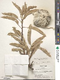Prunus dulcis image