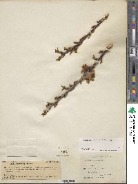 Prunus dulcis image