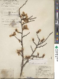 Prunus dulcis image