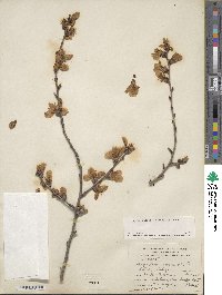 Prunus dulcis image