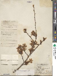 Prunus dulcis image