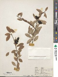 Prunus emarginata image