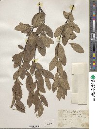 Prunus emarginata image