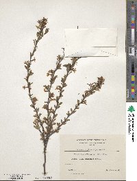 Prunus bifrons image